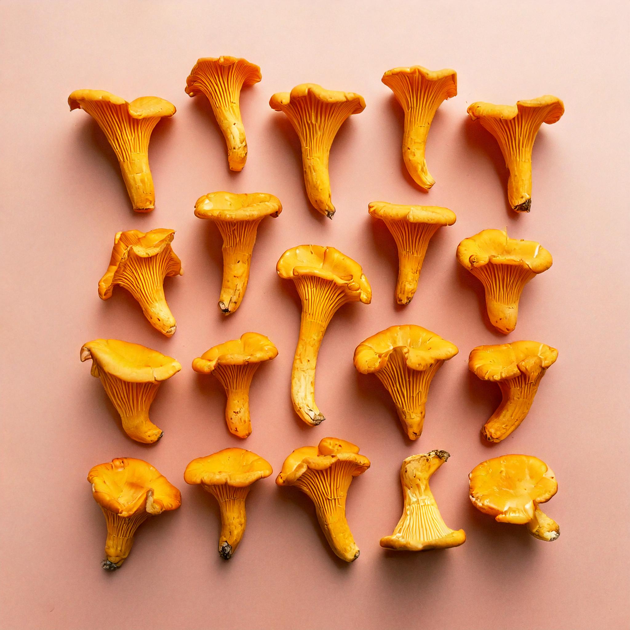 chanterelle